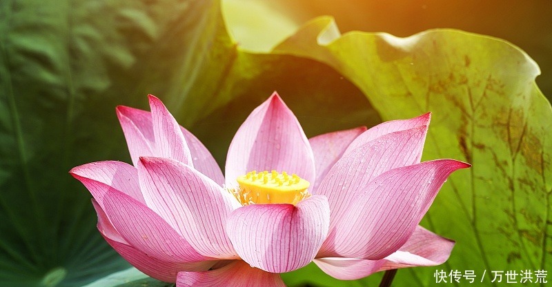 事业|8月初,喜鹊叫不停,添丁添福大运来,翻身变富豪的3生肖