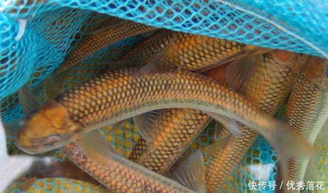 厘米|泰山遇见它一定要记住样子,500元一斤,3年才长9厘米