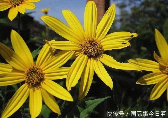 猪饲料|从女王的餐桌到猪饲料,只经过了十几年