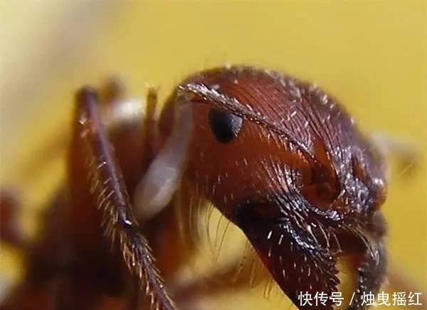 惊讶|盘点19个杀人最多的动物排行榜, 第一位令人惊讶!