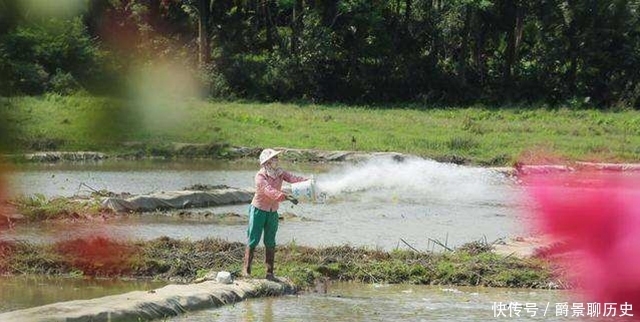 消毒|生石灰消毒杀菌效果好,成本低,不过很多农民用错了!