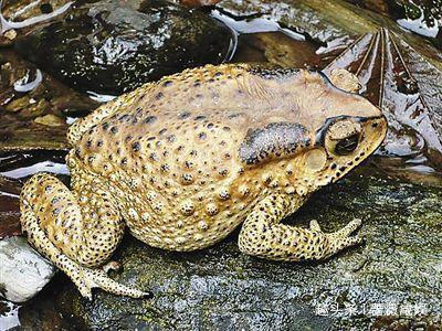  龙生九子|龙生九子，为什么它们长得不一样，它们的母亲都是谁