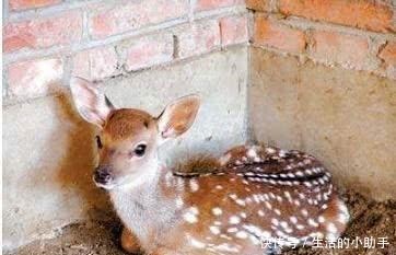 味道|鹿肉的味道比牛羊肉更鲜美,为啥市面上没卖的看完你就明白了
