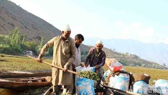 南方地区|印度人带走中国特产回家种植, 结果成热销的美食, 广销海内外
