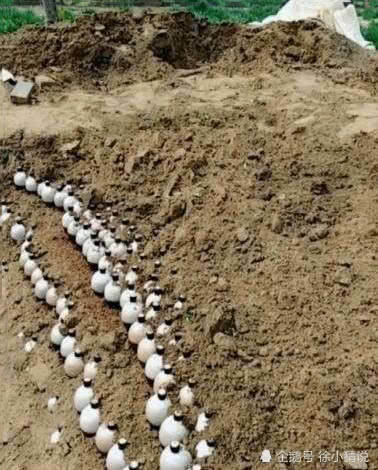 院子|老汉在院子里“种”上千瓶白酒,声称以后能发财,专家给出建议