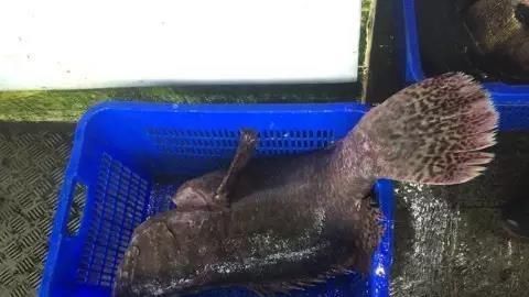 海鲜|世界上65种珍奇海鲜,贝爷都不敢说全部吃过,你吃过几种