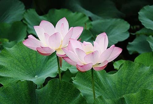 也就|佛法不是讲因果报应吗,为什么有些人作恶多端还春风得意呢?