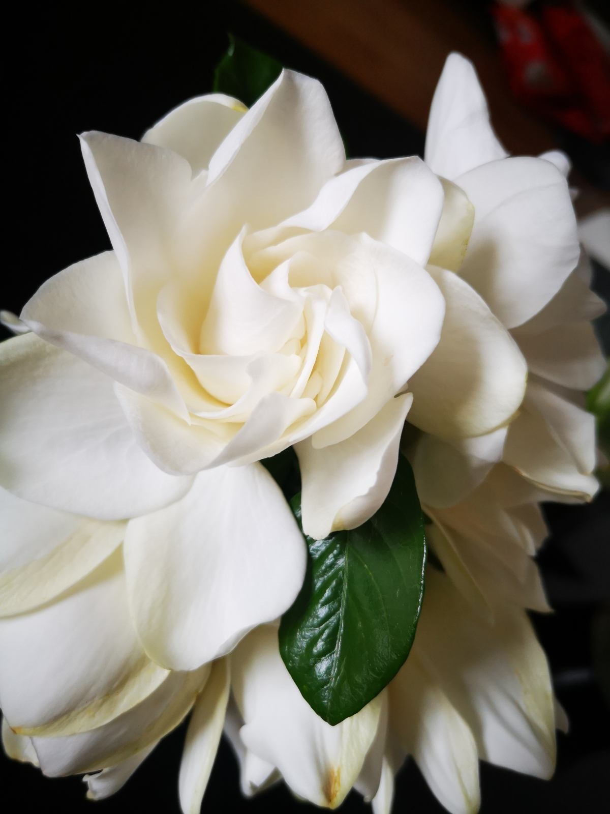 常见|农村常见的花,摘下来还能做菜吃,味道比鸡肉还鲜美