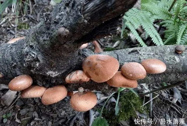 城里人|城里人吃不到,农村却常见的美食,第八种价钱很高。有全吃过的吗