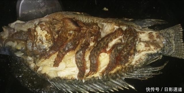 罗非鱼|老表去塘里抓了一条大罗非鱼,然后这样做,鱼肉鲜嫩又入味