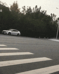 GIF|搞笑GIF：哥们，你这是在用鸽子做导航吗？想象力真丰富