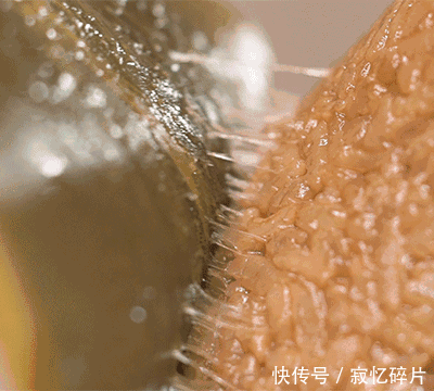 糯米|小羽私厨之飘香肉粽