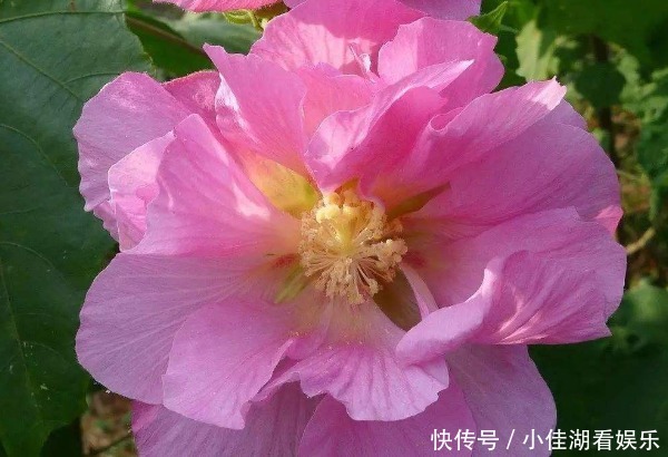  能开|20种秋天开花的植物，外出看到，记得拍照欣赏！