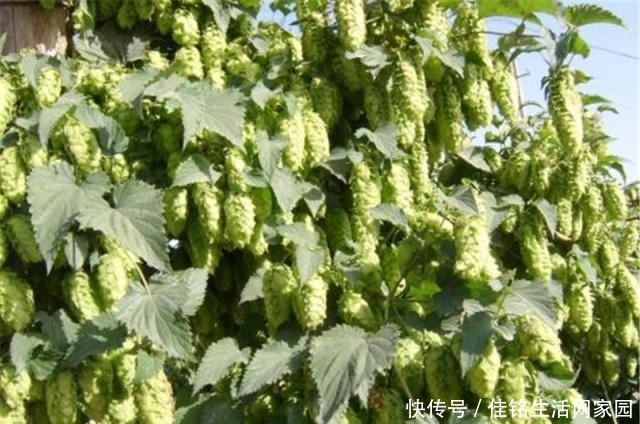 必备|国内大面积种植,一斤70元,一到夏天就成餐桌必备,你也吃过