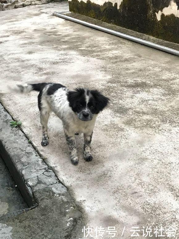  流浪狗|流浪狗跟随女孩半个小时甩都甩不掉，看着它懂事的样子又于心不忍