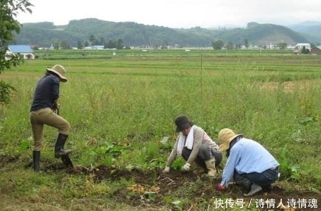  美国|日本农民收入高？看看和美国农民的生活对比再下结论吧