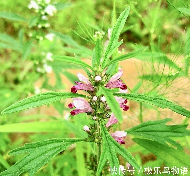 远离|农村女人常用此野草泡水喝,每天喝一杯,调经美容,远离妇科疾病