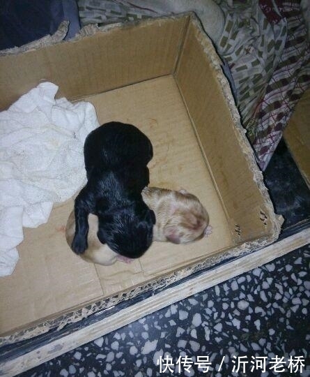 敲门|狗狗半夜多次敲门,女主人却没开,第二天开门看眼前一幕令她泪崩