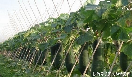 专家|冬瓜怎么种植?知道了这些,你也是半个专家!