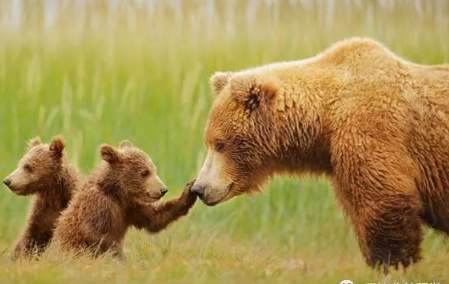  体重|大熊猫身高一米八，体重180公斤，为何幼崽却像只“小老鼠”？