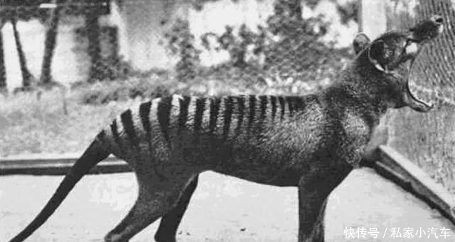 动物|灭绝得最冤的物种,它们被误认为是杀羊贼,惨遭欧洲人的团灭