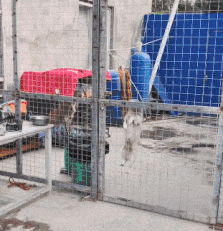 GIF|搞笑GIF:姑娘一回头,吓死了一头牛