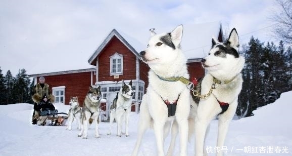 雪橇|哈士奇被称为“二哈”,为什么在拉雪橇的时候,却有组织有纪律