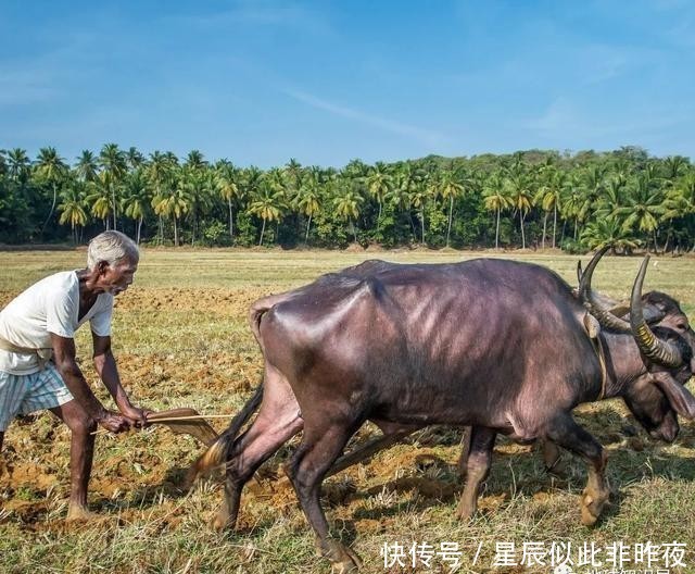 到底|印度,到底让不让吃牛肉?|地球知识局