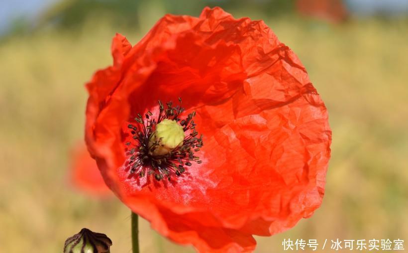 有人|天生是“美女命”的三生肖,婚后依旧十分迷人,再穷也有人追求