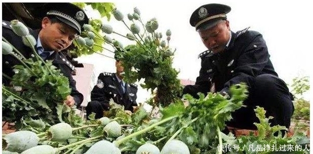种植罂粟|中国合法种植“罂粟”基地，规模上千亩，猎犬和武警全天看守
