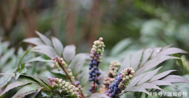 降临|在8月下旬,摆脱困境,好运降临,旗开得胜的三大星座