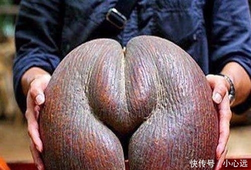 忍无可忍|世上最“病态”的水果, 图1我忍了, 图2我还忍, 图4我忍无可忍!