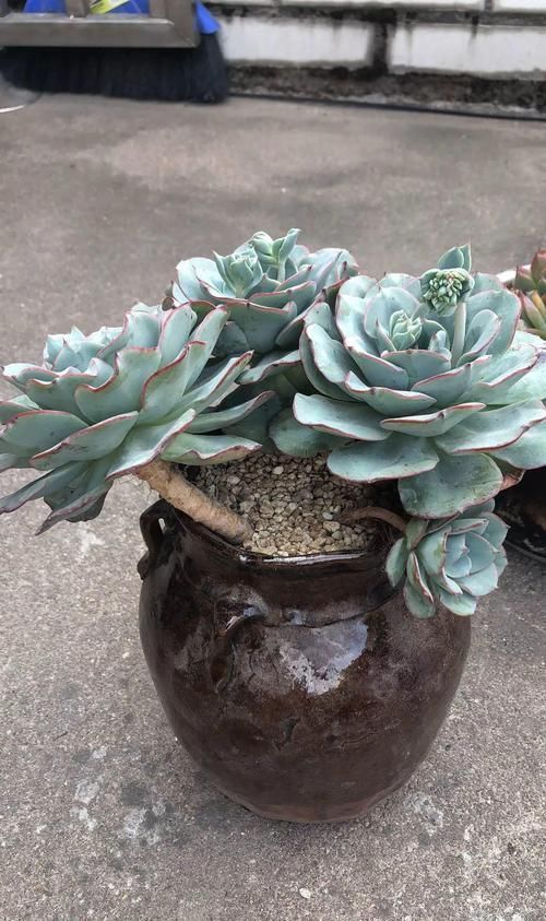 个个|他用菜坛子养多肉,1分不花又好看,个个壮得像白菜