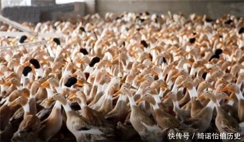 最为|蝗虫已抵达中国边境,席卷中国的几率有大多这条路最为危险