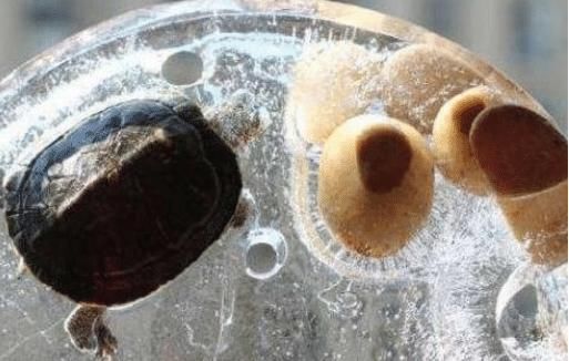 乌龟|东北究竟有多冷芦荟胶成渣,泡面特效都没啥,看到乌龟笑趴了