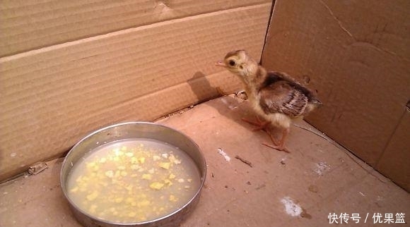 鸡蛋|小伙随手捡回“野鸡蛋”, 孵化长大后美了