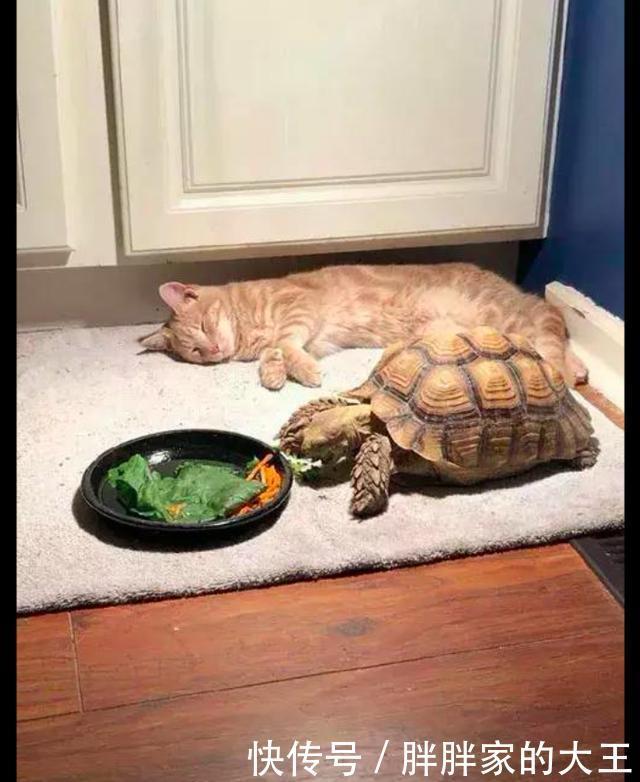猫咪盯着乌龟吃饭,结果还没等乌龟吃完,