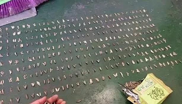 火龙果|人无聊至极是什么体验火龙果去籽,瓜子皮排队,看到鸡,厉害