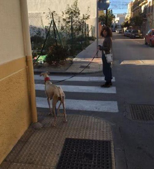 令人|母狗马路上边哭边跑,女子好奇跟上去查看,眼前一幕令人心碎