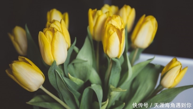  生肖|未来一周，喜鹊欢喜，桃花庇护，前任变真爱，爱情重新来过四生肖