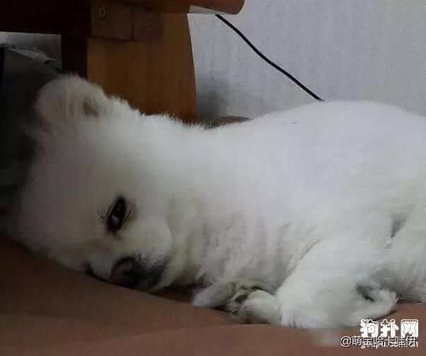 几天|博美犬看着主人吃完一大份炸鸡,深刻体会到了什么叫做生无可恋