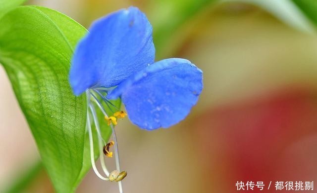 匆匆|感叹岁月匆匆,悲秋伤春自古皆然