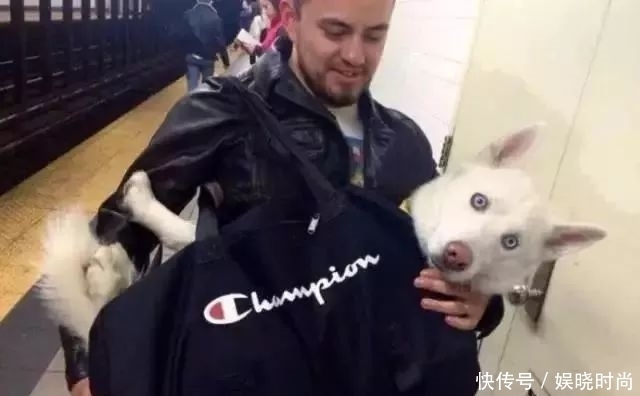 地铁|带狗上地铁会发生什么事情?狗子:我可爱了,也被撸秃了