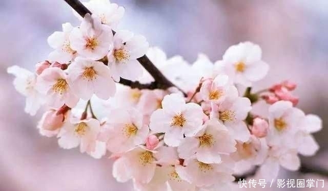 春天|春天的食樱，日本的美味佳肴