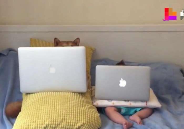  柴犬|笑出眼泪！柴犬才是宝宝的亲生父亲吧！柴柴：铲屎的，我们谈谈！