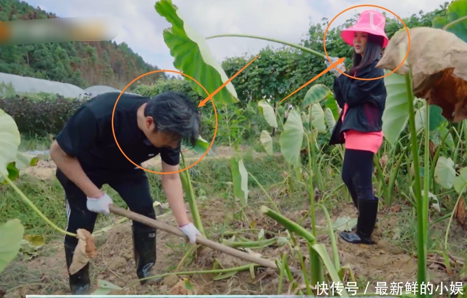  太精彩|王岳伦干农活李湘站旁边看，张萌称自己不会这样，李湘表情太精彩