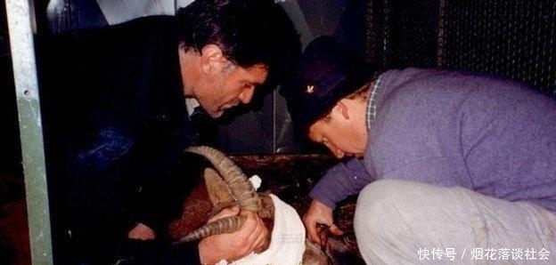 结局|全球唯一通过克隆实现复活的灭绝生物,最后结局怎么样了