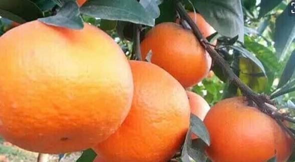  沃柑|生津止渴，降压降脂的沃柑，果农掌握几点管理来年大丰收沃柑