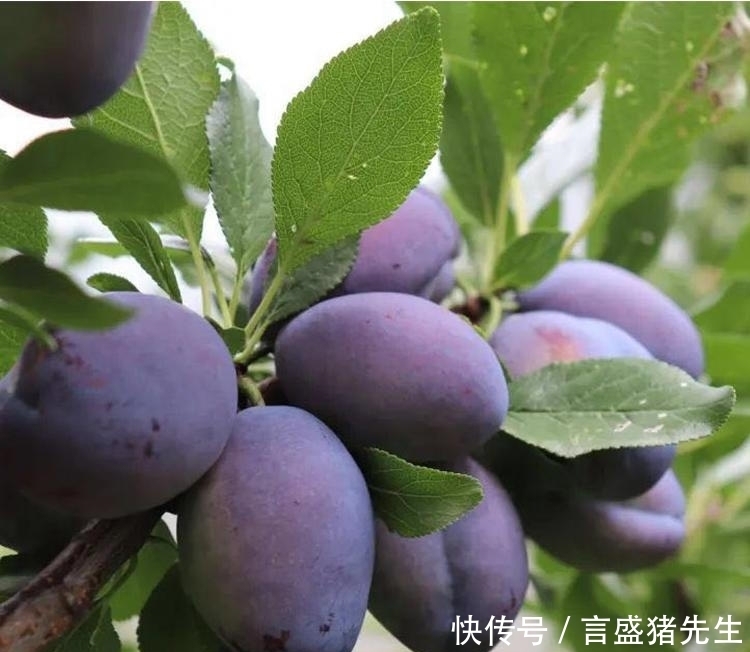 吃起来|买西梅时,挑硬的还是软?很多人不懂,果农:挑错等于白花钱