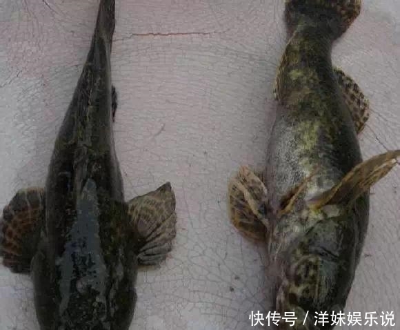 海鲜|海鲜大全, 你能认出多少